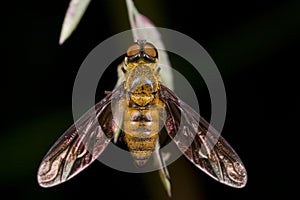 Bee fly