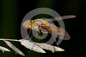 Bee fly