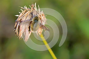 Bee fly