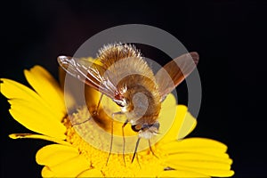 Bee-fly