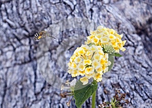 Bee fly approaching a yellow flower cluster of a Lantana plant