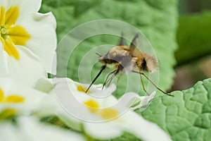 Bee-fly Beefly Bombylius major on Primrose