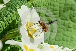 Bee-fly Beefly Bombylius major on Primrose photo