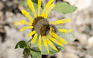 Bee Fly Bombyliidae Collecting Pollen on a Wild Sunflower photo