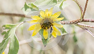 Bee Fly Bombyliidae Collecting Pollen on a Wild Sunflower photo