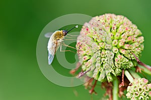 Bee Fly (Bombyliidae) photo