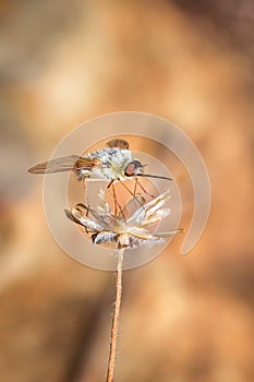 Bee fly Bombyliidae resting on a flower, Madagascar photo