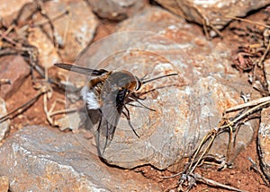 Bee-fly - Bombylius cruciatus, Algarve, Portugal photo