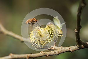 Bee-fly, Bombylius,feeding from catkin. Spring, UK.