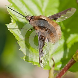 Bee Fly (Bombylius Major) photo