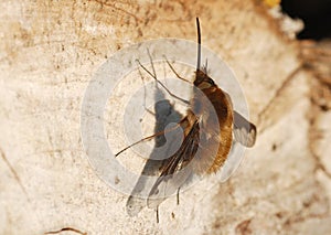 A Bee-fly Bombylius major photo