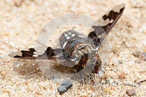 Bee-fly Exoprosopa capucina