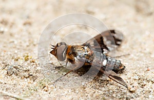 Bee-fly Exoprosopa capucina