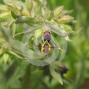 Bee-fly on flower