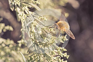 Bee Fly on Foliage