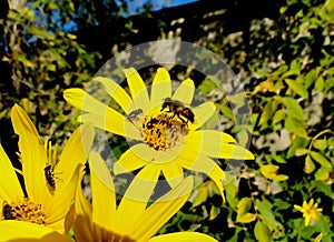 Bee and fly on a girasol flower photo