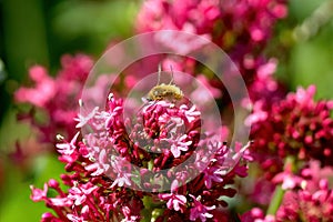 Bee-Fly hovering over pink Valerian flowers