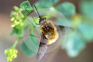 Bee fly or humbleflie Bombylius major resting on a leaf. Selective focus