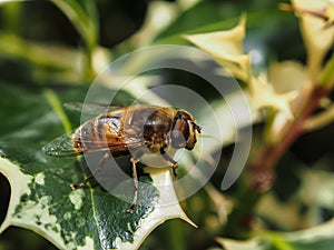 Bee fly macro