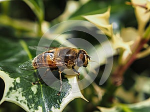 Bee fly macro photo