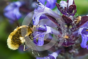 Bee fly