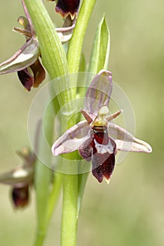 Bee x Fly Orchid Hybrid