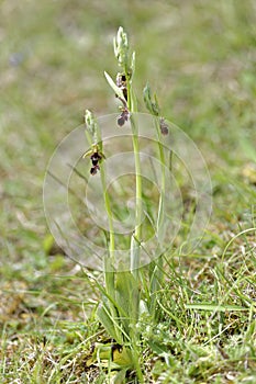 Bee x Fly Orchid Hybrid