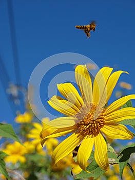 Bee fly over flower