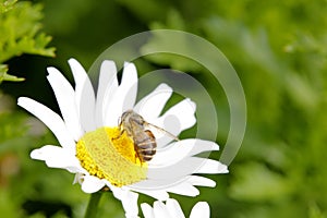 Bee eat nectar on daisy, adobe rgb