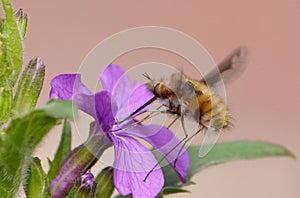 A Bee-fly sipping nectar from a purple flower Bombylius major photo