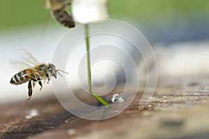 Bee fly to drink watter photo