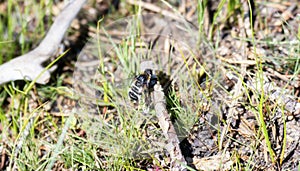 A Bee Fly Villa lateralis in the Family Bombyliidae,  a Pollinator in Colorado photo