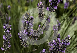 Bee flying amongst lavender Flowers