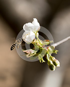 Bee  flying around a cherry flower to collect polen. photo