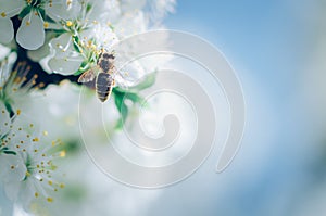 bee flying around flowers in spring time, copy space