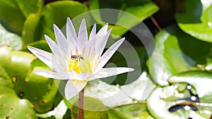 A bee flying around lotus pollen flower in pond. Closed up bee sucking nectar pollen from white purple lilies lotus happily.