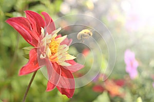 Bee flying away from a beautiful red flower