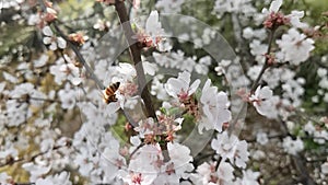 Bee flying cross  the white flower cluster