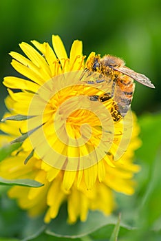 Bee flying on dandelion flowers