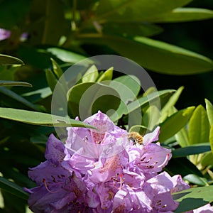 Bee flying between flower