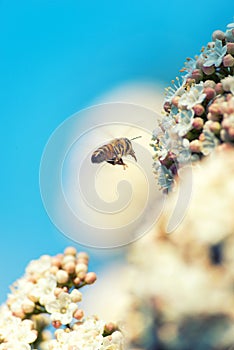 Bee flying on flowers