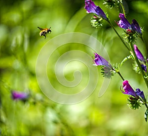 Miel de abeja volador 