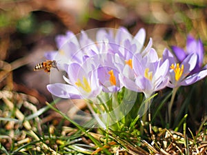 Bee flying by at crocuses flowering in early spring, macro image photo