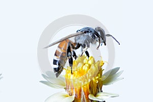 A bee Flying Isolated on white background