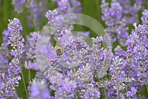 Bee flying in Lavender
