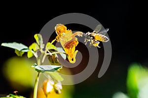 Bee flying near orange wildflower