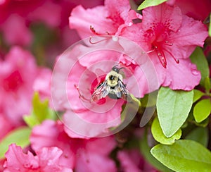 Bee flying near a pink azalia