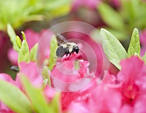 Bee flying near a pink azalia bush