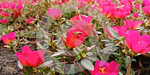 Bee flying next to red portulaca flowers
