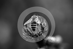 the bee is flying off the stem of a flower in black and white
